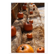 Pumpkin Patch Post Card