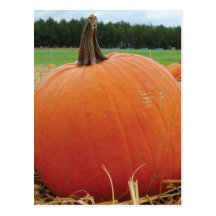 Pumpkin Patch Post Cards