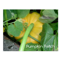 Pumpkin Patch Post Cards