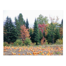 Pumpkin Patch Postcard