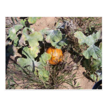 pumpkin patch postcard