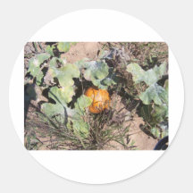 pumpkin patch round sticker