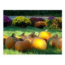 Pumpkin Postcard