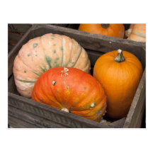 Pumpkins for sale post cards
