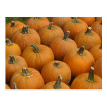 Pumpkins Post Card