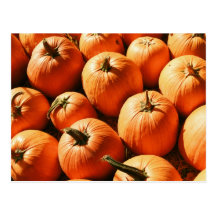 Pumpkins Post Card