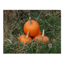 Pumpkins Post Cards