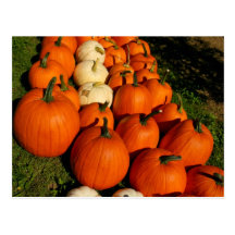 Pumpkins Postcard