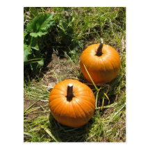 Pumpkins Postcard