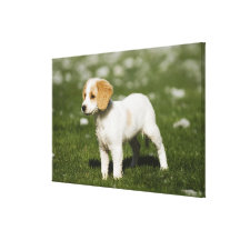Puppy 3 stretched canvas print