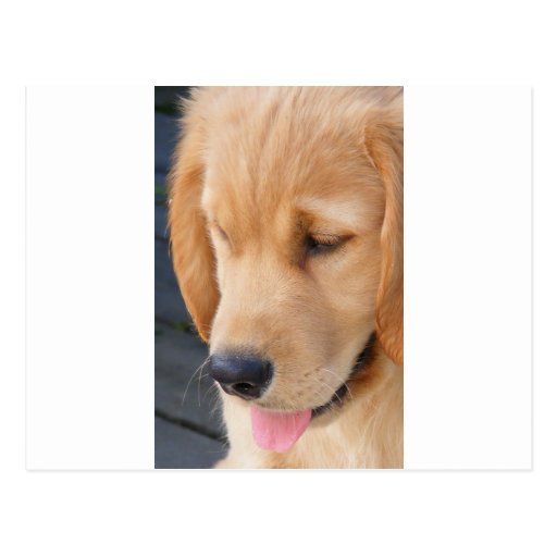 Puppy Face-Golden Retriever Post Cards