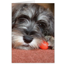 puppy love greeting cards