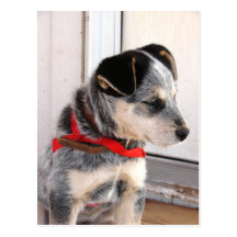 Puppy Poised Post Cards
