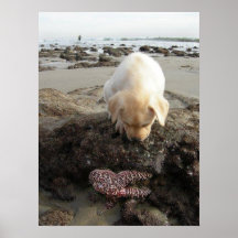 PUPPY STAR FISH POSTER