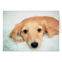 Puppy Thank you card