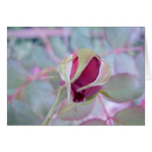 Pure Elegance Greeting Cards