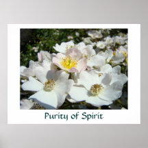 Purity of Spirit art prints White Roses Flowers