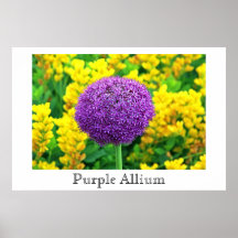 Purple Allium Posters