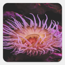 Purple Anemone Square Sticker
