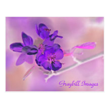 Purple Apple Blossom Postcard