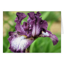 Purple Bearded Iris Flower Photography Note Card