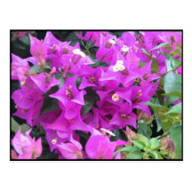 Purple Bougainvillea Postcard