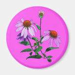 Purple Coneflower On Pink Refrigerator Magnet
