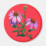 Purple Coneflower On Red Magnet