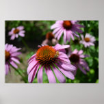 Purple Coneflowers in Summer Poster
