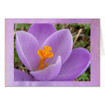 Purple crocus any occasion card
