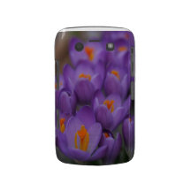purple crocus for blackberry blackberry cases