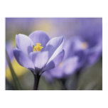 Purple Crocus poster posters