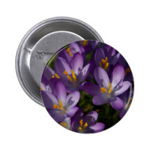 Purple Crocuses DSC5448 Button