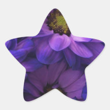 purple daisies background star stickers