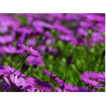 Purple Daisies Daisy Photo Cut Outs