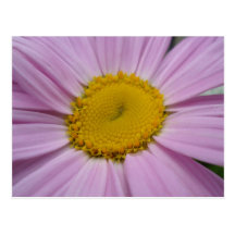 Purple Daisy Save the dates Post Card