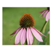 Purple Drop 10x8 Photographic Print