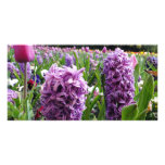 Purple Explosion Photo Cards