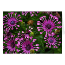 Purple Firework Flowers Greeting Card