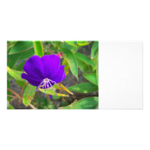 purple flower against green plant design customized photo card