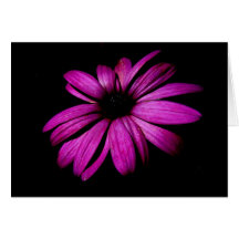 Purple Flower Cards
