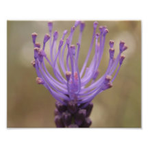 Purple Flower Photo