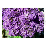 Purple Flowers Bush Card