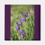 Purple Flowers Fridge Magnets