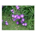 Purple Flowers Postcard