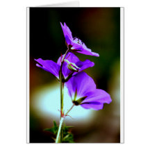 Purple Geranium Greeting Card
