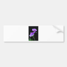 Purple Geraniums on Black Bumper Sticker