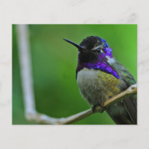 Purple Hummingbird Full Color Flyer