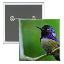 Purple Hummingbird Pinback Buttons