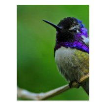 Purple Hummingbird Post Cards